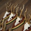 Rehgeweihe 10 Stück Rehböcke Reh Bock Geweihe auf ZIRBENHOLZ Trophäenschildern 22.1356