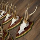 Rehgeweihe 10 Stück Rehböcke Reh Bock Geweihe auf ZIRBENHOLZ Trophäenschildern 22.1356
