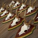 Rehgeweihe 10 Stück Rehböcke Reh Bock Geweihe auf ZIRBENHOLZ Trophäenschildern 22.1356