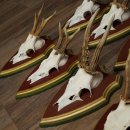 Rehgeweihe 10 Stück Rehböcke Reh Bock Geweihe auf ZIRBENHOLZ Trophäenschildern 22.1356