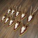 Rehgeweihe 10 Stück Rehböcke Reh Bock Geweihe auf ZIRBENHOLZ Trophäenschildern 22.1356