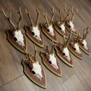 Rehgeweihe 10 Stück Rehböcke Reh Bock Geweihe auf ZIRBENHOLZ Trophäenschildern 22.1356