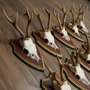 Rehgeweihe 10 Stück Rehböcke Reh Bock Geweihe auf ZIRBENHOLZ Trophäenschildern 22.1356