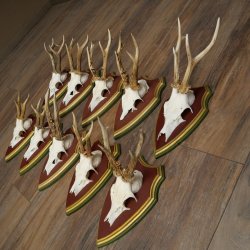 Rehgeweihe 10 Stück Rehböcke Reh Bock Geweihe auf ZIRBENHOLZ Trophäenschildern 22.1356