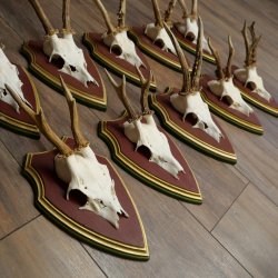 Rehgeweihe 10 Stück Rehböcke Reh Bock Geweihe auf ZIRBENHOLZ Trophäenschildern 22.1356