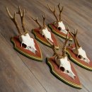 Rehgeweihe 5 Stück Rehböcke Reh Bock Geweihe...