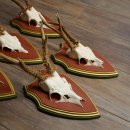 Rehgeweihe 5 Stück Rehböcke Reh Bock Geweihe auf ZIRBENHOLZ Trophäenschildern 22.1357