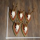 Rehgeweihe 5 Stück Rehböcke Reh Bock Geweihe...