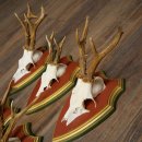 Rehgeweihe 5 Stück Rehböcke Reh Bock Geweihe auf ZIRBENHOLZ Trophäenschildern 22.1357