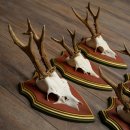 Rehgeweihe 5 Stück Rehböcke Reh Bock Geweihe auf ZIRBENHOLZ Trophäenschildern 22.1357