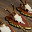 Rehgeweihe 5 Stück Rehböcke Reh Bock Geweihe auf ZIRBENHOLZ Trophäenschildern 22.1357
