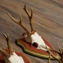 Rehgeweihe 5 Stück Rehböcke Reh Bock Geweihe auf ZIRBENHOLZ Trophäenschildern 22.1357