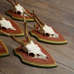 Rehgeweihe 5 Stück Rehböcke Reh Bock Geweihe auf ZIRBENHOLZ Trophäenschildern 22.1357