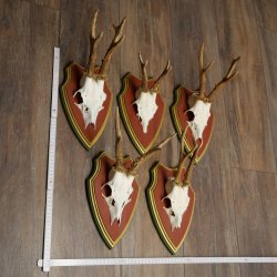 Rehgeweihe 5 Stück Rehböcke Reh Bock Geweihe auf ZIRBENHOLZ Trophäenschildern 22.1357