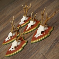 Rehgeweihe 5 Stück Rehböcke Reh Bock Geweihe auf ZIRBENHOLZ Trophäenschildern 22.1357