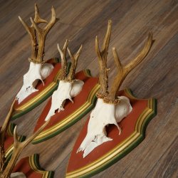 Rehgeweihe 5 Stück Rehböcke Reh Bock Geweihe auf ZIRBENHOLZ Trophäenschildern 22.1357
