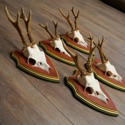 Rehgeweihe 5 Stück Rehböcke Reh Bock Geweihe auf ZIRBENHOLZ Trophäenschildern 22.1357