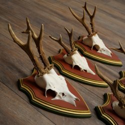 Rehgeweihe 5 Stück Rehböcke Reh Bock Geweihe auf ZIRBENHOLZ Trophäenschildern 22.1357