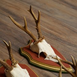 Rehgeweihe 5 Stück Rehböcke Reh Bock Geweihe auf ZIRBENHOLZ Trophäenschildern 22.1357