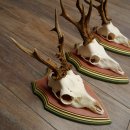 Rehgeweihe 3 Stück Rehböcke Reh Bock Geweihe auf ZIRBENHOLZ Trophäenschildern 22.1358