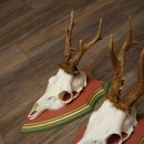 Rehgeweihe 3 Stück Rehböcke Reh Bock Geweihe auf ZIRBENHOLZ Trophäenschildern 22.1358