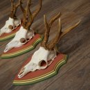 Rehgeweihe 3 Stück Rehböcke Reh Bock Geweihe auf ZIRBENHOLZ Trophäenschildern 22.1358