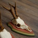 Rehgeweihe 3 Stück Rehböcke Reh Bock Geweihe auf ZIRBENHOLZ Trophäenschildern 22.1358