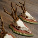 Rehgeweihe 3 Stück Rehböcke Reh Bock Geweihe auf ZIRBENHOLZ Trophäenschildern 22.1358