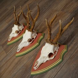 Rehgeweihe 3 Stück Rehböcke Reh Bock Geweihe auf ZIRBENHOLZ Trophäenschildern 22.1358