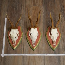 Rehgeweihe 3 Stück Rehböcke Reh Bock Geweihe auf ZIRBENHOLZ Trophäenschildern 22.1358
