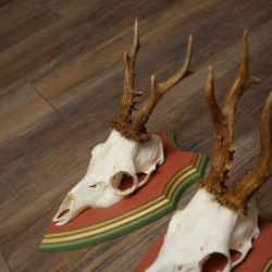 Rehgeweihe 3 Stück Rehböcke Reh Bock Geweihe auf ZIRBENHOLZ Trophäenschildern 22.1358