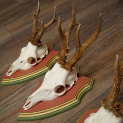 Rehgeweihe 3 Stück Rehböcke Reh Bock Geweihe auf ZIRBENHOLZ Trophäenschildern 22.1358