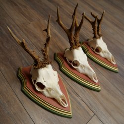 Rehgeweihe 3 Stück Rehböcke Reh Bock Geweihe auf ZIRBENHOLZ Trophäenschildern 22.1358