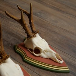 Rehgeweihe 3 Stück Rehböcke Reh Bock Geweihe auf ZIRBENHOLZ Trophäenschildern 22.1358