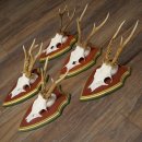 Rehgeweihe 5 Stück Rehböcke Reh Bock Geweihe...