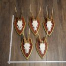 Rehgeweihe 5 Stück Rehböcke Reh Bock Geweihe...