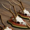 Deer antlers, 20 pieces, roe deer bucks, deer buck antlers, carved trophy signs 22.1350