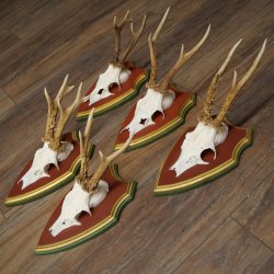 Deer antlers, 20 pieces, roe deer bucks, deer buck antlers, carved trophy signs 22.1350