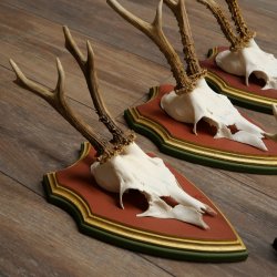 Deer antlers, 20 pieces, roe deer bucks, deer buck antlers, carved trophy signs 22.1350