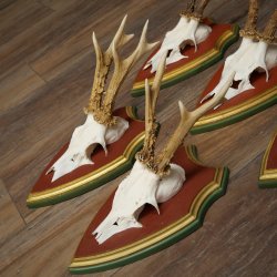 Deer antlers, 20 pieces, roe deer bucks, deer buck antlers, carved trophy signs 22.1350