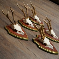 Deer antlers, 20 pieces, roe deer bucks, deer buck antlers, carved trophy signs 22.1350