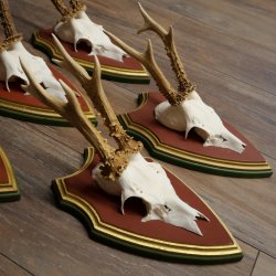 Deer antlers, 20 pieces, roe deer bucks, deer buck antlers, carved trophy signs 22.1350