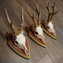 Rehgeweihe 3 Stück Rehböcke Reh Bock Geweihe auf ZIRBENHOLZ Trophäenschildern 22.1360