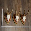 Rehgeweihe 3 Stück Rehböcke Reh Bock Geweihe...