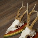 Rehgeweihe 3 Stück Rehböcke Reh Bock Geweihe auf ZIRBENHOLZ Trophäenschildern 22.1360