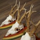 Rehgeweihe 3 Stück Rehböcke Reh Bock Geweihe auf ZIRBENHOLZ Trophäenschildern 22.1360