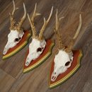 Rehgeweihe 3 Stück Rehböcke Reh Bock Geweihe auf ZIRBENHOLZ Trophäenschildern 22.1360