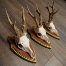 Rehgeweihe 3 Stück Rehböcke Reh Bock Geweihe auf ZIRBENHOLZ Trophäenschildern 22.1360