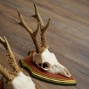 Rehgeweihe 3 Stück Rehböcke Reh Bock Geweihe auf ZIRBENHOLZ Trophäenschildern 22.1360