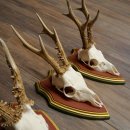 Rehgeweihe 3 Stück Rehböcke Reh Bock Geweihe auf ZIRBENHOLZ Trophäenschildern 22.1360